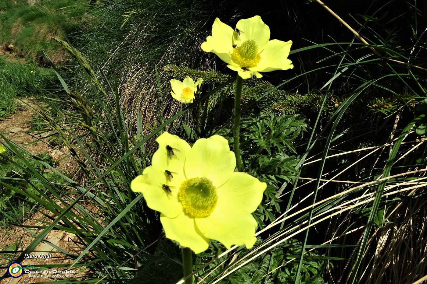 24 Pulsatilla alpina sulfurea  con ospiti.JPG